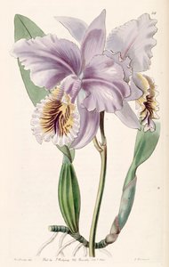 Cattleya mossiae (come sin. Cattleya labiata var. mossiae) da Miss Drake